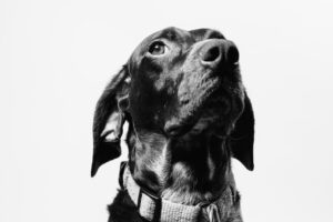 marketing industrial